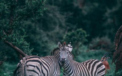 Power of two Forces – Intelligence and Intuition